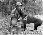 Master Box 1/35 Dogs in Service in the US Marine Corps (MB35155) - Image 4