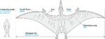 Tamiya 1/36 Pteranodon (TA60204) - TA60204